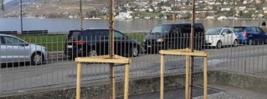 Hitzeresistente Baumpflanzungen