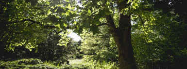 Begrünungsstrategie mit Klimaaspekt