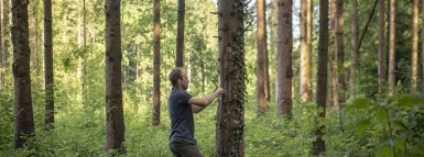 Les forêts s’adaptent aux changements climatiques