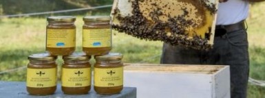 Les abeilles noires produisent du miel en ville